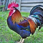 Avatar of Gary Davis