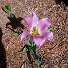 Avatar of Sofia Davis